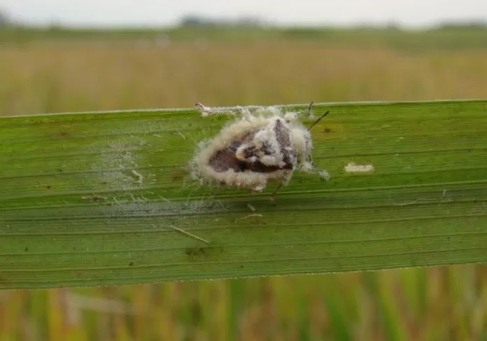 bioinsumo para controle biológico do arroz