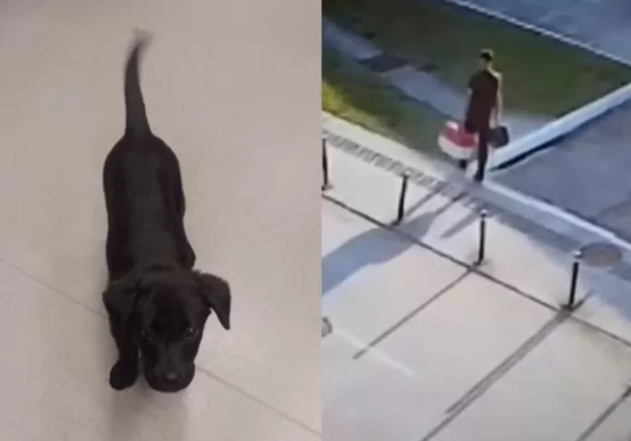 cachorro abandonado aeroporto SC