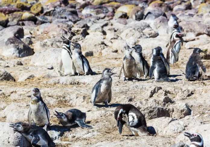 pinguins mortos em São Francisco do Sul