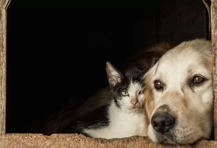 Venda de cães e gatos em Santa Catarina