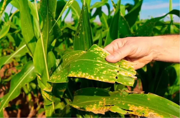 Praga silenciosa: cigarrinha-do-milho avança no Oeste de SC e preocupa produtores