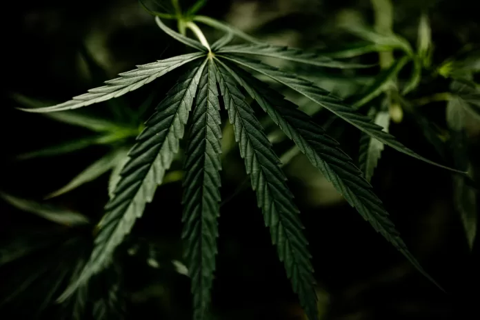 Anvisa define regras para a produção de cannabis medicinal no Brasil nesta quarta-feira