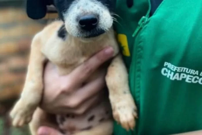 Prefeitura de Chapecó encaminha projeto de lei Cão Orelha para proteger animais comunitários