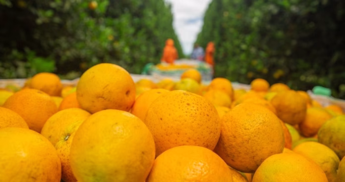 Colheita de laranja no Brasil com preços iniciais abaixo da safra passada