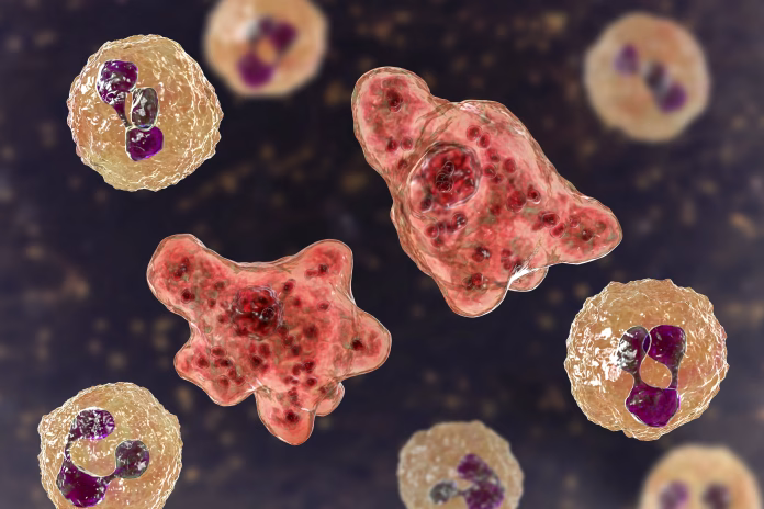 Naegleria fowleri em água doce e quente, associada à morte de criança na Louisiana