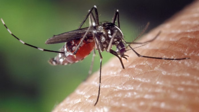 Pesquisadores da USP testam vacina contra chikungunya em laboratório