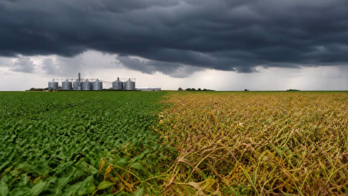 Lavoura de trigo sob risco do El Niño na safra brasileira 2026/27
