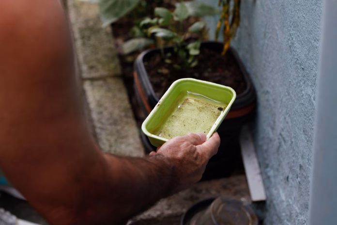 Mosquito Aedes aegypti ligado ao avanço da dengue no Brasil